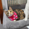 Young Calico Needs Forever Home