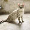 Reduced! Adult Male Mink Bengal with rights  Double champion Line available for rehome