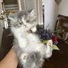 Persian kitten - boy doll face