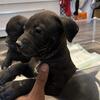 New  Litter ! (Many More Puppies)