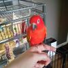Sun Conure (Red Factor)