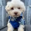 Green eyes male TOY POODLE