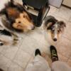 Two Collies for sale