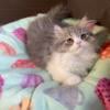 Doll face Persian kittens, TCA registered