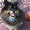 ICA Registered Pomeranian Black and Tan Pomeranian Puppies  