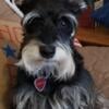 ADORABLE AKC MINIATURE SCHNAUZERS ARE HERE BLACK AND SIVER  SALT AND PEPPER