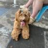 Female Golden Doodle