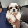 Cutest tiny shihtzu