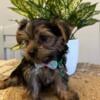 Adorable Toy Yorkies Puppies (Tamarac,Florida)