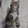 Male Maine coon, Ready now!