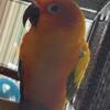 Sun Conure, Male, 3 years old