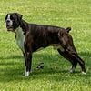 AKC 100% European Boxer up for Stud