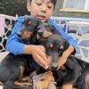 Doberman puppies