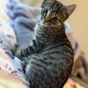 Cats for rehoming