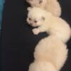 Persian Munchkin kittens