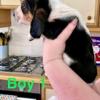 We have beautiful BASSET PUPS!