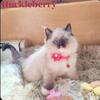 ragdoll kittens registered  Tica