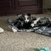 Miniature Australian Shepards 