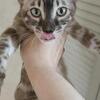 Bengal Kittens - Delivery to NY & FL
