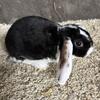 Mini Plush Lop Bunnies with a Rex Coat