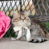 Golden black tabby Scottish Straight Longhair girl