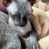 Sphynx Female Cat Black