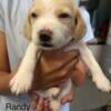 Lemon Beagle Puppy Born Randy