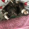 Pembroke Welsh Corgi puppies