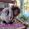 Breeding Age Holland Lop Rabbits - $75