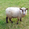 Purebred Shetland Sheep Lambs