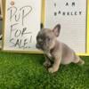 AKC registered French Bulldog Pups looking for their forever home