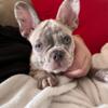 Frenchie puppy 1 male merle