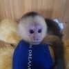 Capuchin monkey male baby