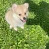 Pomeranian male ready for his forever home