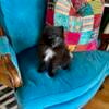 shiny black Pomeranian puppy (registered)