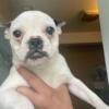 Female frenchie looking for her forever home