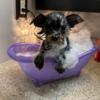 Tiny Yorkshire Terrier for adoption