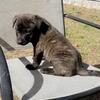 Cane Corso German Shepherd Mix!!