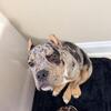 Tri Merle Pocket Bully