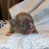 Akc French Bulldog puppy