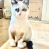 Beautiful snowshoe female kitten