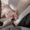 AKC female french bulldog,  microchip, vet records included