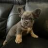 Fluffy French Bulldog