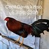 Roosters For Sale. Cecil Davis Kelso 17mo old. Gamefowl for sale