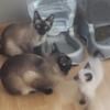 Siamese kittens ready in 4 weeks