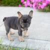 AKC female frenchie puppies in Indiana