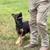 AKC  German Shepherd Pups Working Line