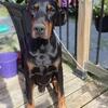 CKC Doberman Stud Service From Registered Breeder