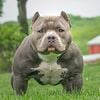 Female American Bully Puppies