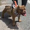 Nano/micro bully female